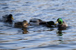 Four wild ducks playing in water Four wild ducks playing in water