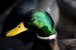 Gorgeous picture of wild duck's head