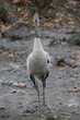 Amazing proud position of bird