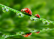 Two ladybugs running on fresh morning dew. Two ladybugs running on fresh morning dew.