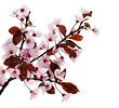 Frühling