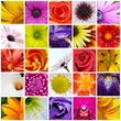 MOSAICO FLORES MACRO