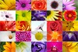 MOSAICO FLORES EN MACRO MOSAICO FLORES EN MACRO