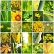 MOSAICO FLORA VERDE Y AMARILLO MOSAICO FLORA VERDE Y AMARILLO