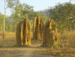 termites in australia termites in australia