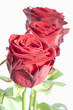 rote Rosen