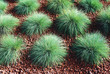 FESTUCA GLAUCA, FESTUCA AZUL O CASTAÑUELA AZUL