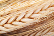 wheat wheat