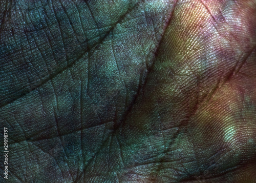 Photo: palm palm