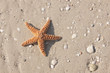 Starfish on a tropical beach