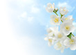 Beautiful jasmine over blue sky
