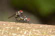 accouplement de mouches