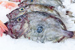 John Dory - Petersfisch