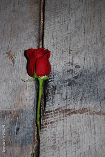Photo: Rose on barnwood Rose on barnwood