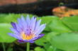 Beautiful of Natural Beautiful of Natural