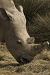 White rhinoceros (Ceratotherium simum)