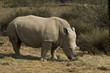 White rhinoceros (Ceratotherium simum)