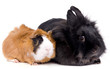 lapin et cobaye sur fond blanc
