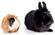 lapin noir et cochon d'inde rosette