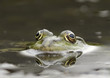 Froschprinz