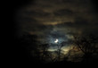 Silhouette of trees against the bright crescent at night with he