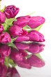 Tulpe lila mit Spiegelung