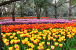 Beautiful tulip at Chiangrai Beautiful tulip at Chiangrai