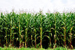 Corn used to make seed. Corn used to make seed.