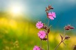 Wild purple flower under the sun beam