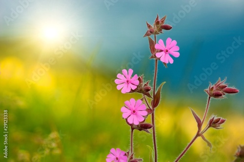 Photo: Wild purple flower under the sun beam Wild purple flower under the sun beam