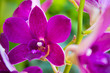 Yen orchid color.. Yen orchid color..