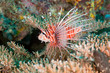 Red lionfish
