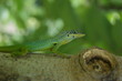 Anolis sur un tronc d'arbre Anolis sur un tronc d'arbre