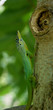 Anolis sur un tronc d'arbre Anolis sur un tronc d'arbre