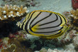 Falterfisch