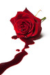 Bleeding rose