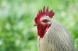 Cock head