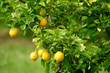 citrons