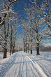 Winter road