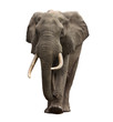 elephant approaching isolated