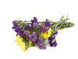 Statice flowers - Limonium Sinuatum