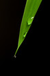 Leaf, Blatt, Tropfen
