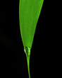 Blatt, Leaf, Tropfen