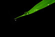 Blatt, Leaf, Tropfen