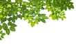 Green Leaves on white background Green Leaves on white background