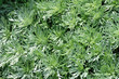 Silver Mound Artemisia