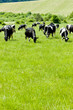 herd of cows, Slovakia