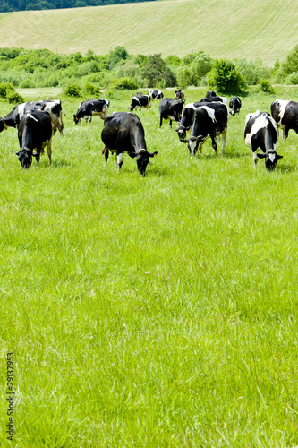 Photo: herd of cows, Slovakia herd of cows, Slovakia