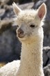 LAMA