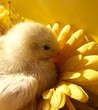kueken auf einer blume